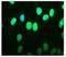 Emerin antibody, MA5-18076, Invitrogen Antibodies, Immunofluorescence image 