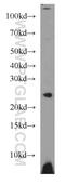 DNA replication complex GINS protein PSF3 antibody, 15651-1-AP, Proteintech Group, Western Blot image 