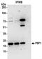 GINS Complex Subunit 1 antibody, NBP2-32156, Novus Biologicals, Immunoprecipitation image 