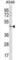 TBC1 Domain Family Member 20 antibody, abx030467, Abbexa, Western Blot image 