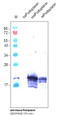 T1-alpha antibody, DM3516B, Origene, Western Blot image 