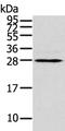 THAP Domain Containing 3 antibody, PA5-50841, Invitrogen Antibodies, Western Blot image 