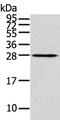 THAP Domain Containing 3 antibody, PA5-50841, Invitrogen Antibodies, Western Blot image 