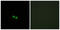 Cell Division Cycle 25C antibody, LS-C117743, Lifespan Biosciences, Immunofluorescence image 