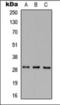 MAF1 Homolog, Negative Regulator Of RNA Polymerase III antibody, orb376156, Biorbyt, Western Blot image 