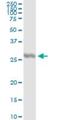 Interleukin 27 antibody, H00246778-M01, Novus Biologicals, Immunoprecipitation image 