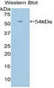 Angiopoietin Like 3 antibody, LS-C292821, Lifespan Biosciences, Western Blot image 