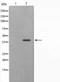 Angiopoietin Like 4 antibody, orb228886, Biorbyt, Western Blot image 