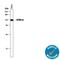 Dual Specificity Tyrosine Phosphorylation Regulated Kinase 1A antibody, AF5407, R&D Systems, Western Blot image 