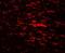 CDGSH Iron Sulfur Domain 2 antibody, NBP2-81907, Novus Biologicals, Immunofluorescence image 