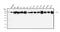 FGAM synthase antibody, A03795-1, Boster Biological Technology, Western Blot image 