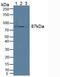 Elongin A antibody, LS-C692171, Lifespan Biosciences, Western Blot image 