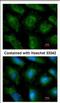 UBE2L3 antibody, NBP2-20786, Novus Biologicals, Immunofluorescence image 