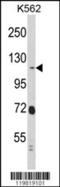 Ras Interacting Protein 1 antibody, 62-513, ProSci, Western Blot image 