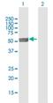 Cytochrome P450 Family 11 Subfamily A Member 1 antibody, H00001583-B01P, Novus Biologicals, Western Blot image 