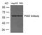 Pyruvate Kinase M1/2 antibody, AP26067PU-N, Origene, Western Blot image 