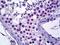 TSPY Like 2 antibody, orb94928, Biorbyt, Immunohistochemistry paraffin image 