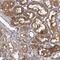 Two Pore Segment Channel 1 antibody, NBP1-83642, Novus Biologicals, Immunohistochemistry frozen image 