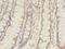Butyrophilin Subfamily 2 Member A1 antibody, LS-C377880, Lifespan Biosciences, Immunohistochemistry frozen image 