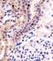 Polyhomeotic Homolog 3 antibody, PA5-49520, Invitrogen Antibodies, Immunohistochemistry frozen image 