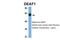 DEAF1 Transcription Factor antibody, 25-520, ProSci, Western Blot image 