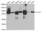 Sequestosome 1 antibody, abx000817, Abbexa, Western Blot image 