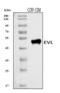 Ena/VASP-like protein antibody, A02568-2, Boster Biological Technology, Western Blot image 