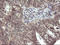 Parvin Alpha antibody, LS-C174630, Lifespan Biosciences, Immunohistochemistry frozen image 