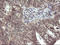 Matrix-remodeling-associated protein 2 antibody, LS-C174630, Lifespan Biosciences, Immunohistochemistry frozen image 