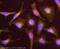 Kallikrein Related Peptidase 5 antibody, ab7283, Abcam, Immunocytochemistry image 
