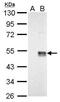 WNT7A antibody, GTX128106, GeneTex, Western Blot image 