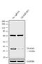 TNFRSF1A Associated Via Death Domain antibody, PA5-34807, Invitrogen Antibodies, Western Blot image 