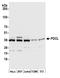 Phosducin-like protein antibody, A305-498A, Bethyl Labs, Western Blot image 
