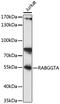 Rab Geranylgeranyltransferase Subunit Alpha antibody, 16-731, ProSci, Western Blot image 