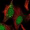 Inositol Monophosphatase 2 antibody, NBP1-86352, Novus Biologicals, Immunofluorescence image 