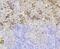 CA1 antibody, NBP2-76980, Novus Biologicals, Immunohistochemistry frozen image 