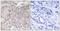 GPRIN Family Member 3 antibody, TA316324, Origene, Immunohistochemistry paraffin image 