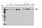 Leucyl-TRNA Synthetase antibody, 13868S, Cell Signaling Technology, Western Blot image 