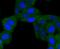 BCL2 Interacting Protein 3 antibody, A01469-2, Boster Biological Technology, Immunocytochemistry image 