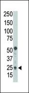 BCL2 Binding Component 3 antibody, MBS9207882, MyBioSource, Western Blot image 