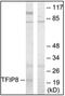 Tumor necrosis factor alpha-induced protein 8 antibody, AP32253PU-N, Origene, Western Blot image 