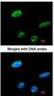 Ras Association Domain Family Member 1 antibody, NBP1-32361, Novus Biologicals, Immunocytochemistry image 