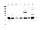 C-C Motif Chemokine Ligand 19 antibody, A01605-1, Boster Biological Technology, Western Blot image 