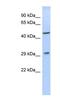 Limb And CNS Expressed 1 antibody, NBP1-56637, Novus Biologicals, Western Blot image 