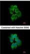 Actin Related Protein 2/3 Complex Subunit 1B antibody, NBP2-15262, Novus Biologicals, Immunocytochemistry image 