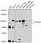 Hook Microtubule Tethering Protein 1 antibody, A06755, Boster Biological Technology, Western Blot image 