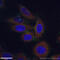 Lysosomal Associated Membrane Protein 2 antibody, 66301-1-Ig, Proteintech Group, Immunofluorescence image 