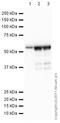 Tubulin Beta 3 Class III antibody, ab107216, Abcam, Western Blot image 