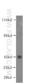 Mitochondrial Ribosomal Protein S31 antibody, 16288-1-AP, Proteintech Group, Western Blot image 