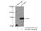 Insulin Like Growth Factor 2 MRNA Binding Protein 2 antibody, 11601-1-AP, Proteintech Group, Immunoprecipitation image 
